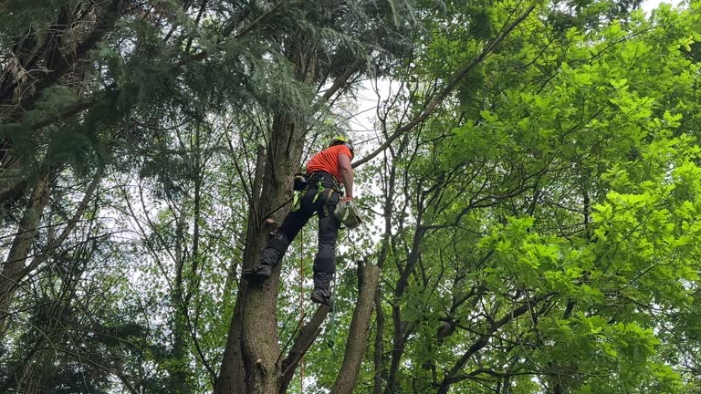 Professional Tree Removal and Landscaping Services in Dewitt, AR